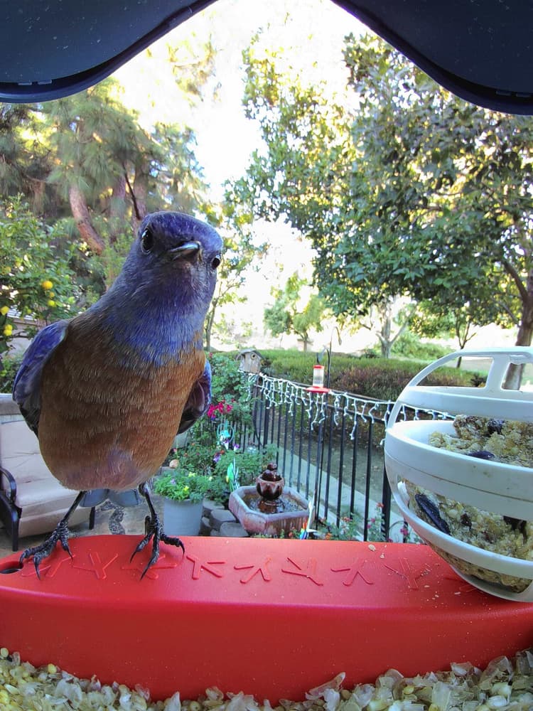 General Western Bluebird comparison