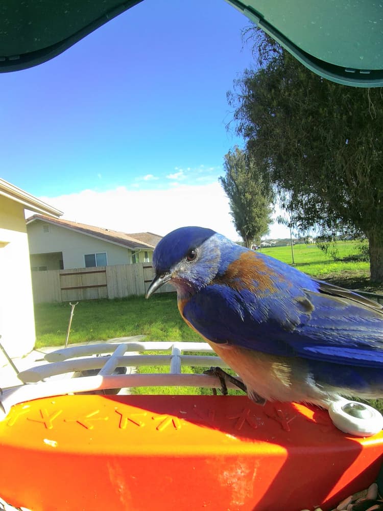 General Western Bluebird comparison
