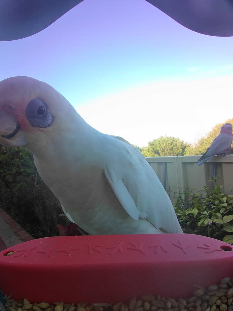 General Western Corella comparison