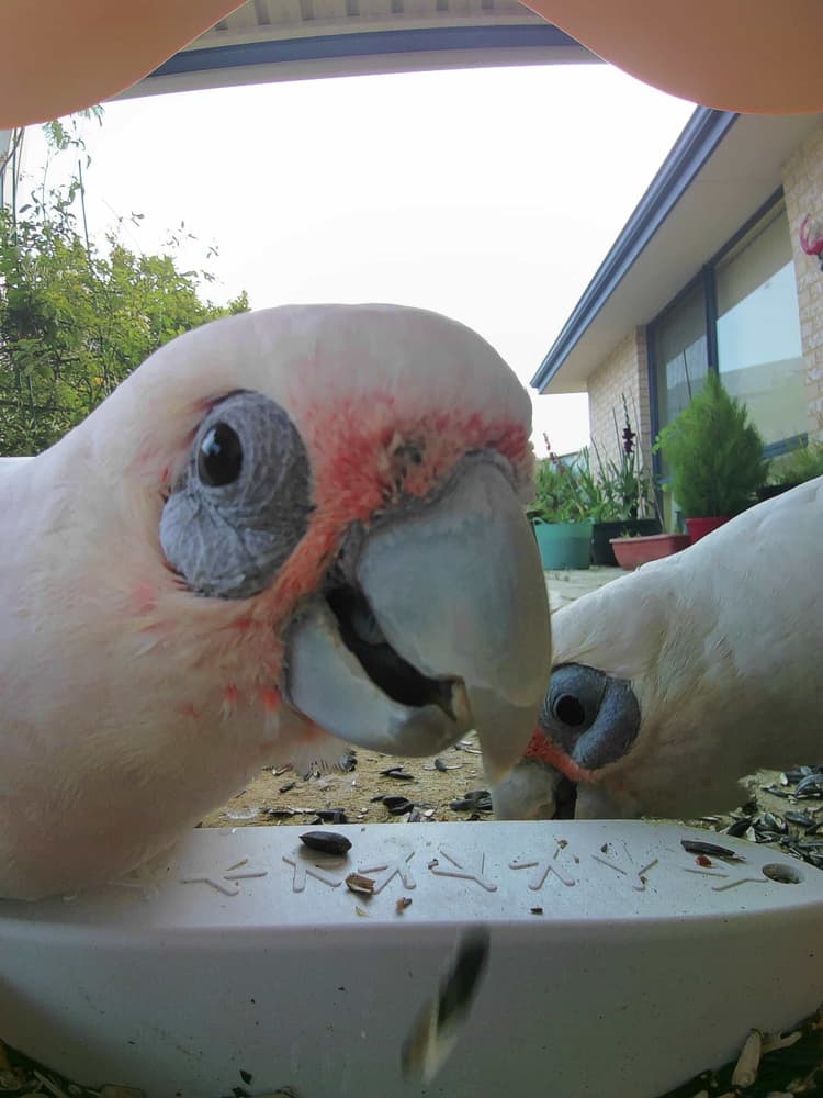 General Western Corella comparison