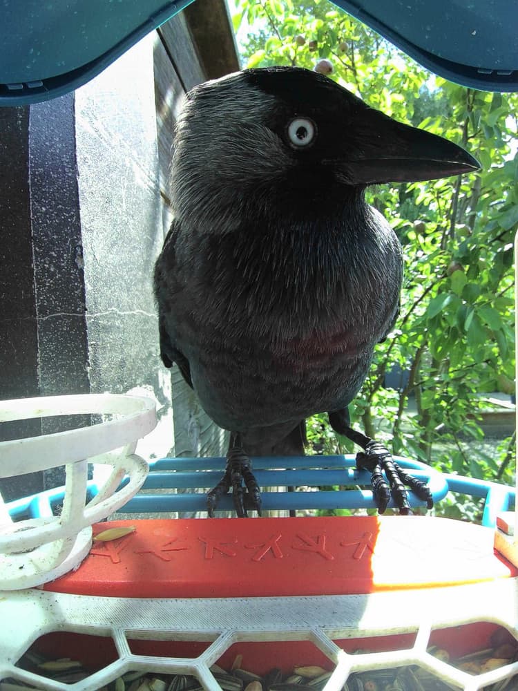 General Western Jackdaw comparison