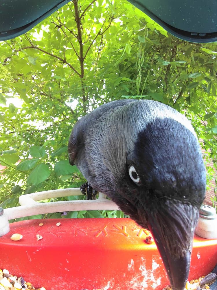 General Western Jackdaw comparison