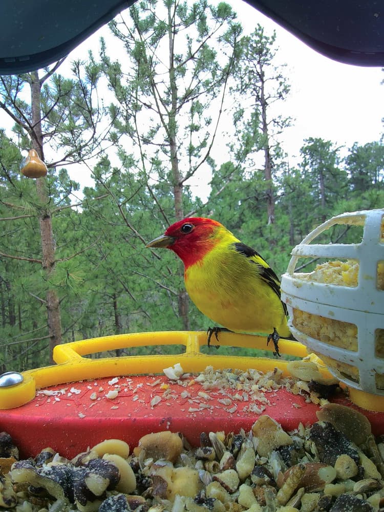 General Western Tanager comparison