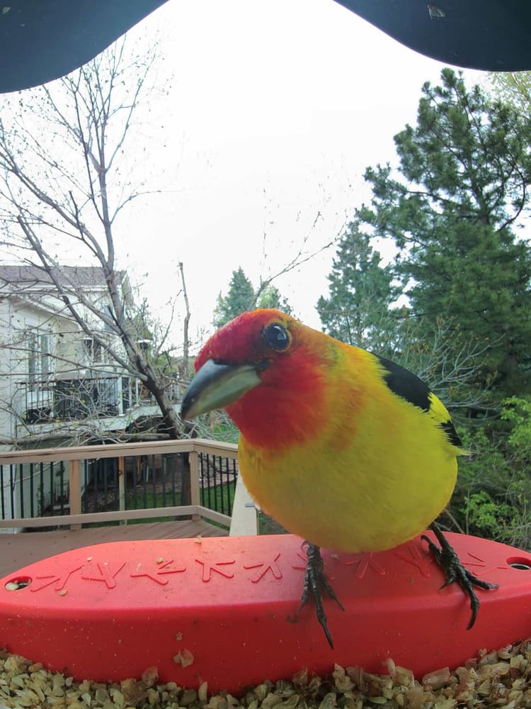 General Western Tanager comparison