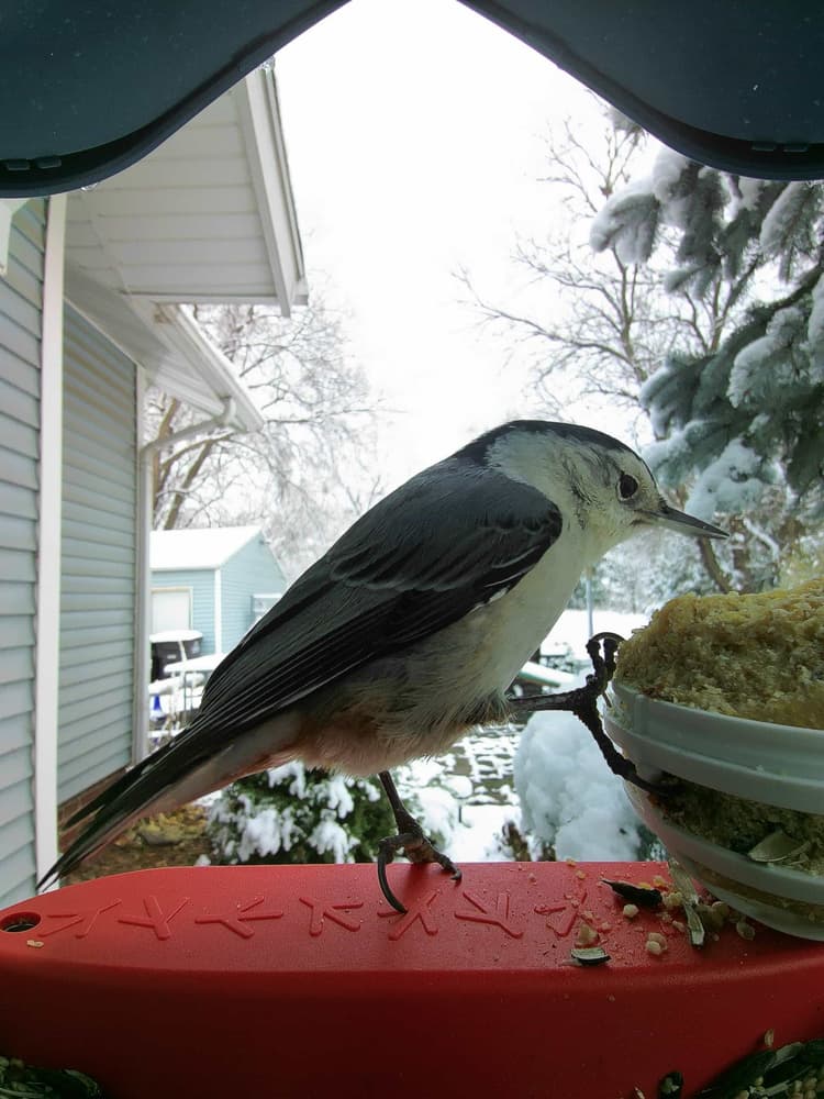General White-Breasted Nuthatch comparison