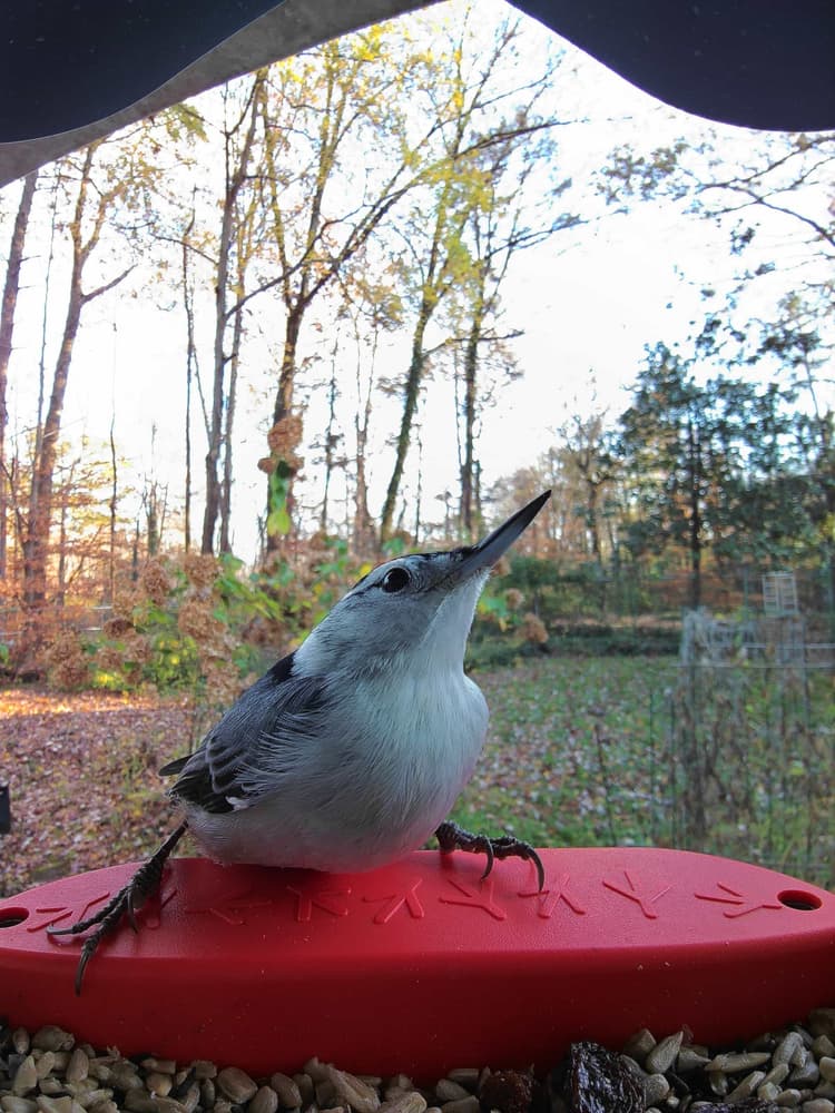 General White-Breasted Nuthatch comparison