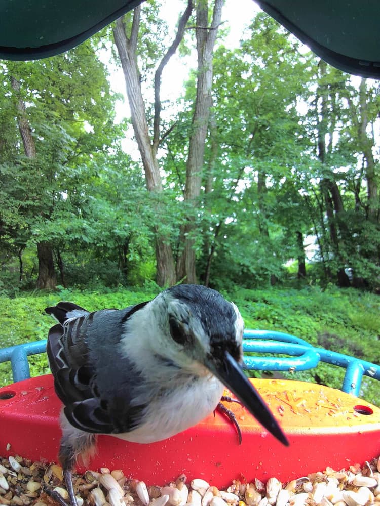 Adult female White-Breasted Nuthatch