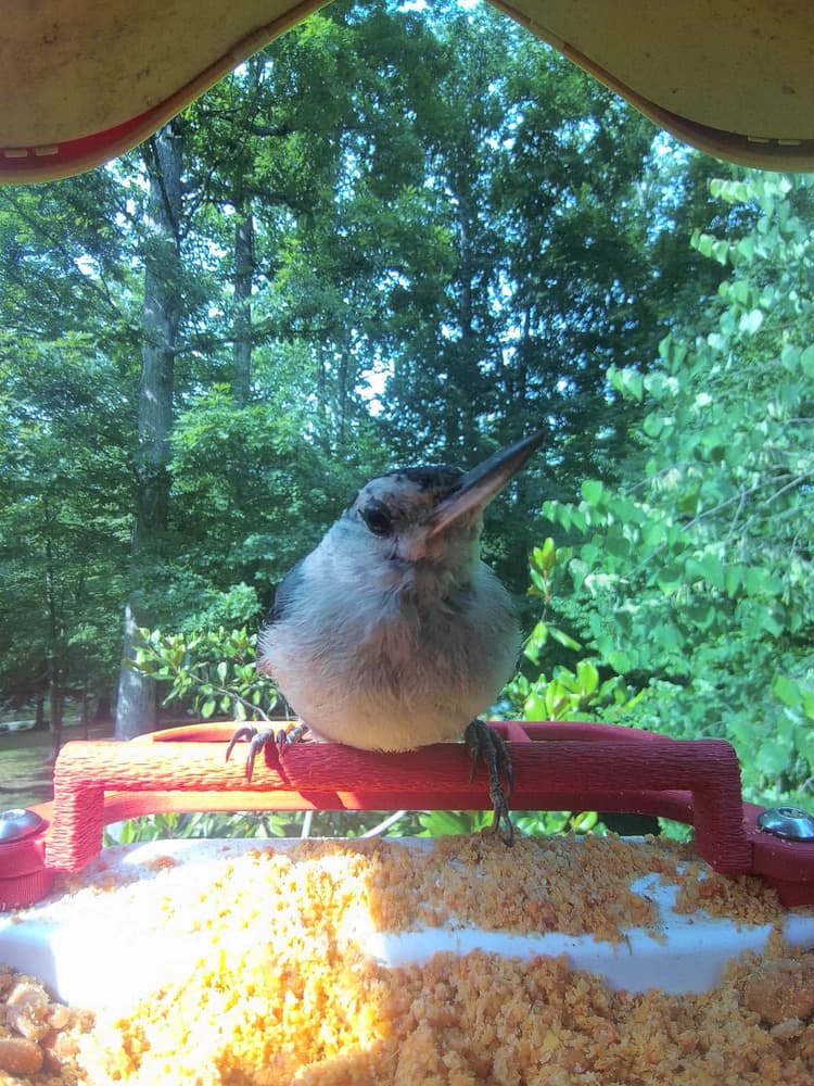 Juvenile White-Breasted Nuthatch