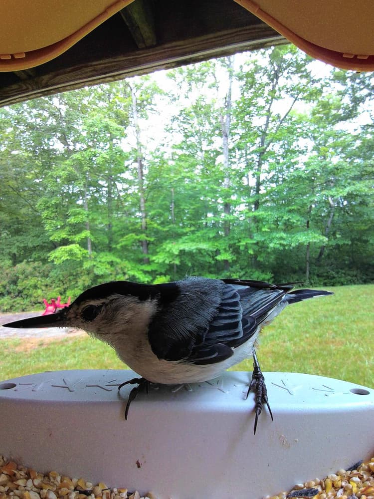 Adult male White-Breasted Nuthatch