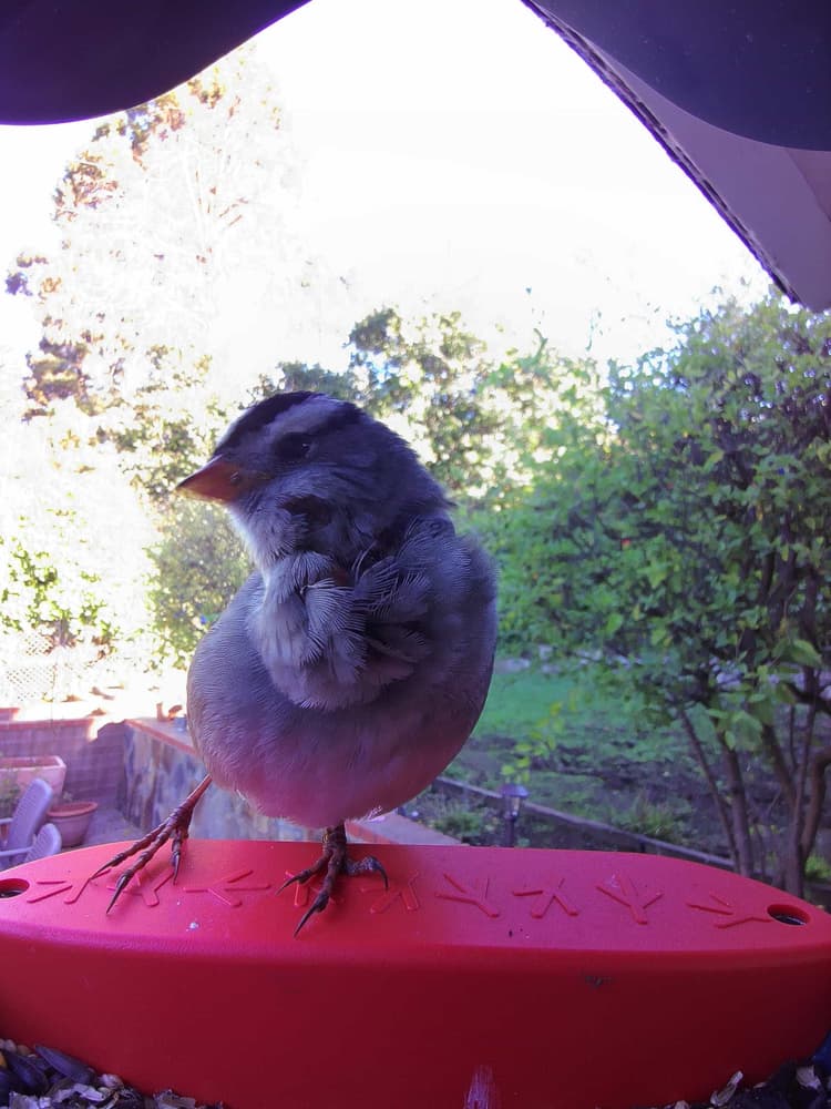 General White-Crowned Sparrow comparison