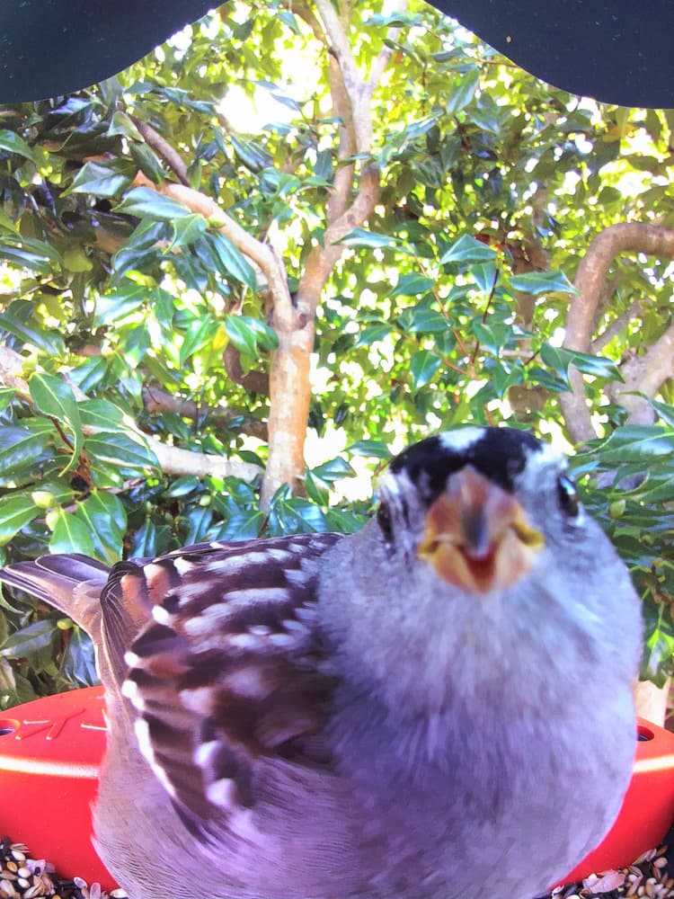 General White-Crowned Sparrow comparison