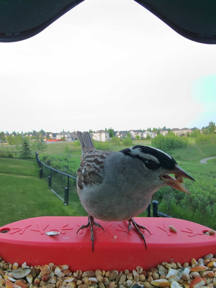 Adult male White-Crowned Sparrow