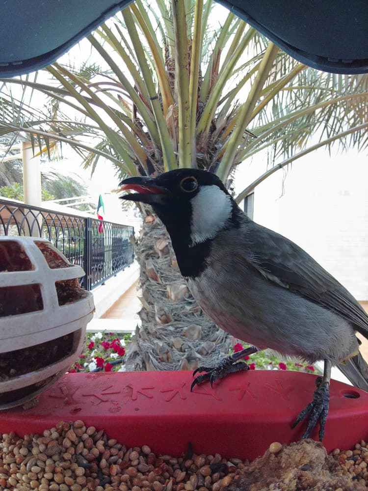General White-Eared Bulbul comparison