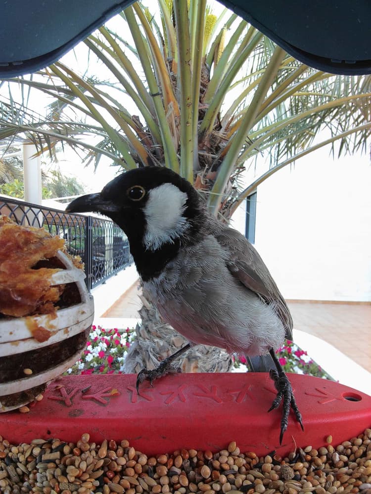 General White-Eared Bulbul comparison