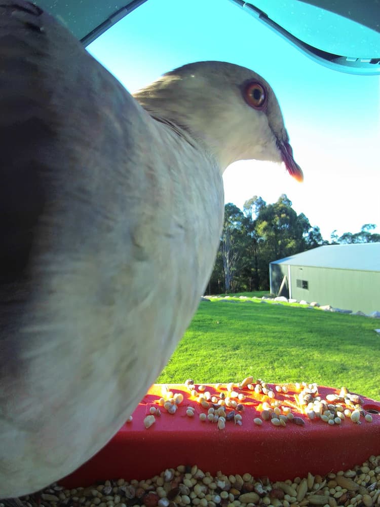 General White-Headed Pigeon comparison