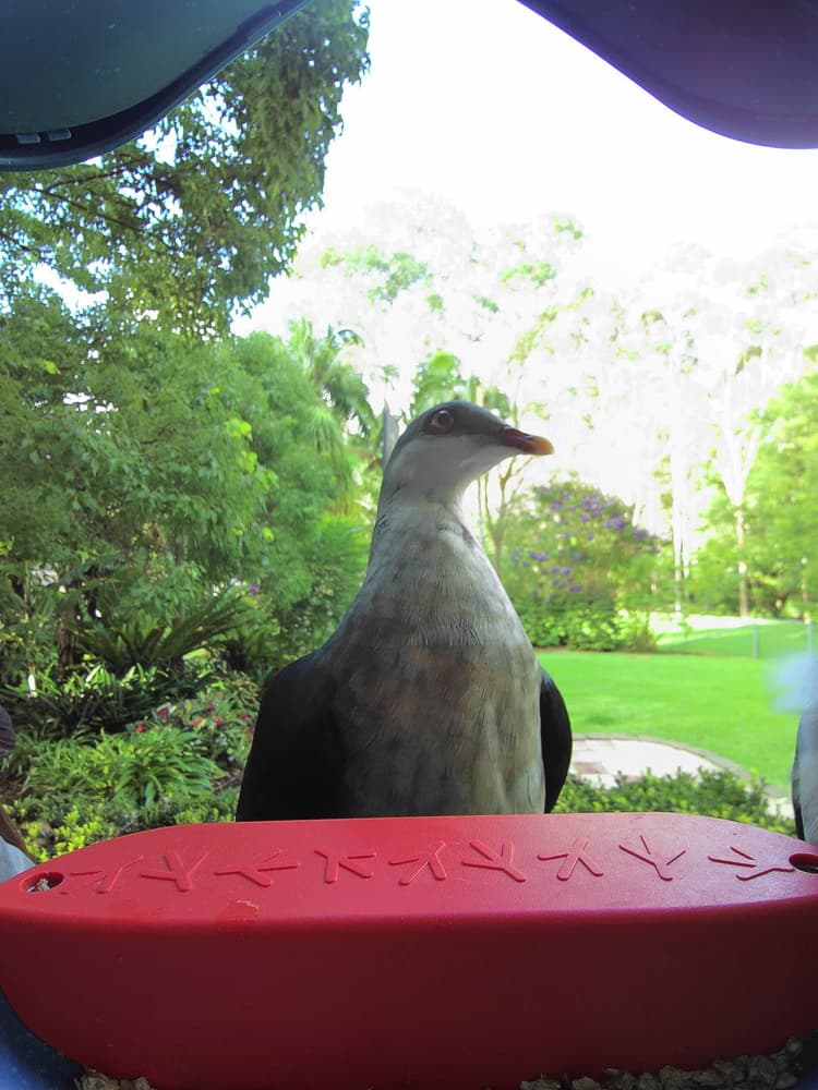 General White-Headed Pigeon comparison
