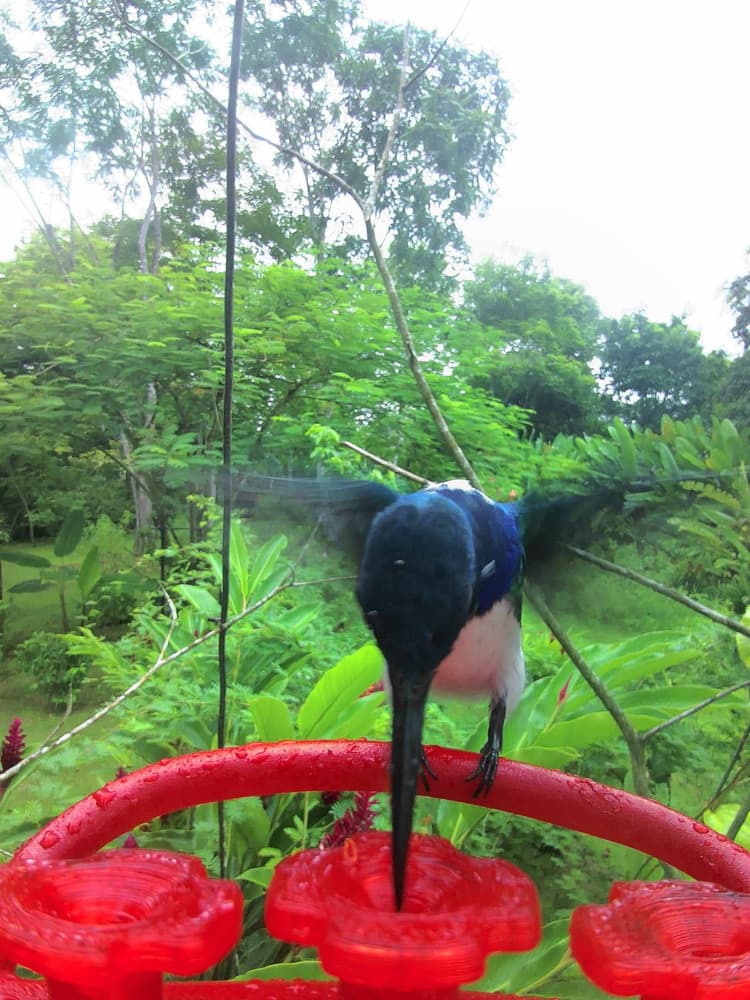 Adult male White-Necked Jacobin