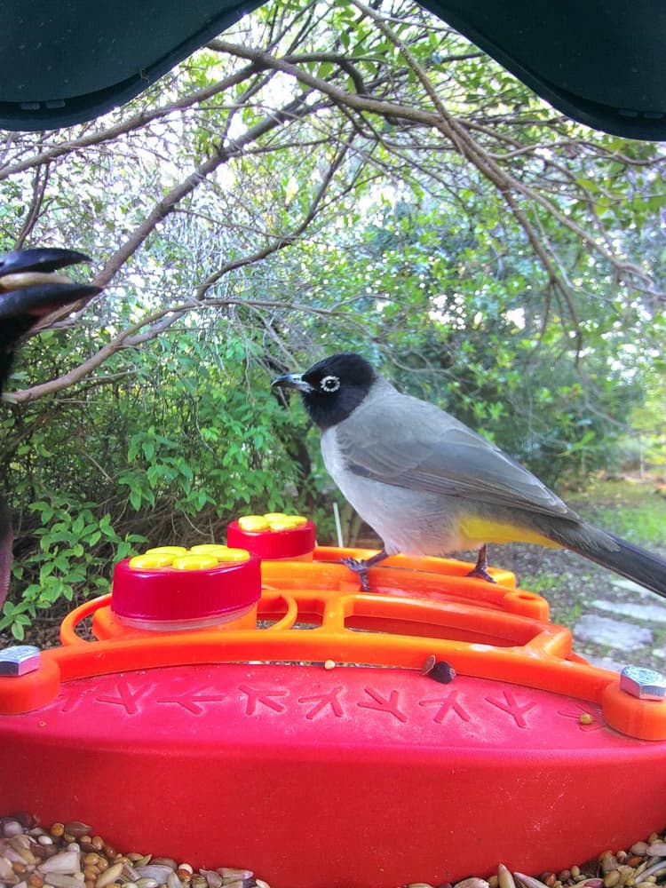 General White-Spectacled Bulbul comparison