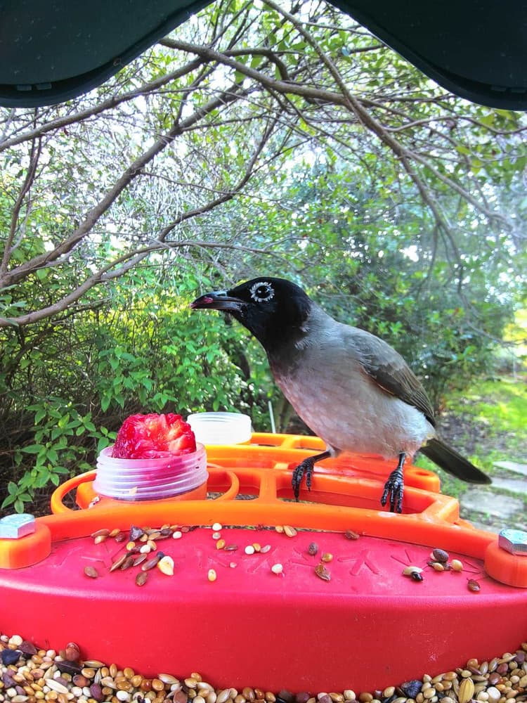 General White-Spectacled Bulbul comparison