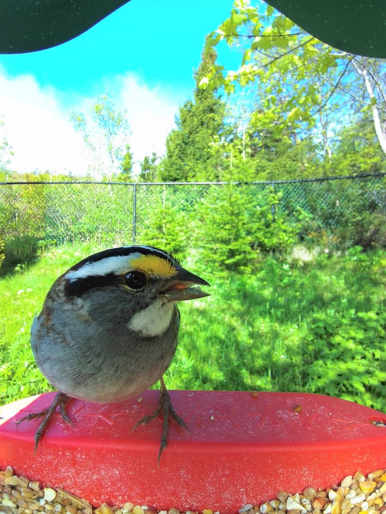 General White-Throated Sparrow comparison