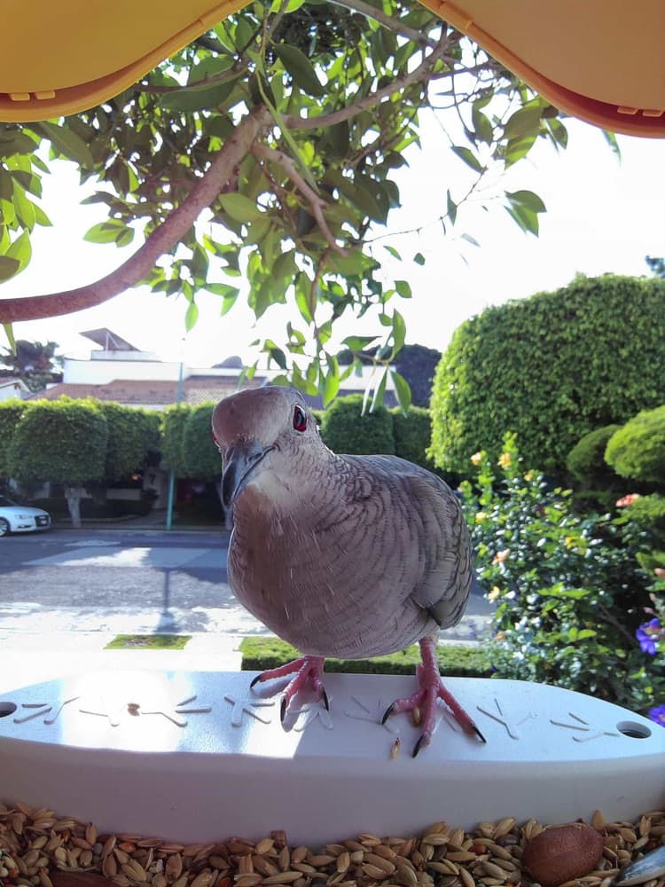 General White-Tipped Dove comparison