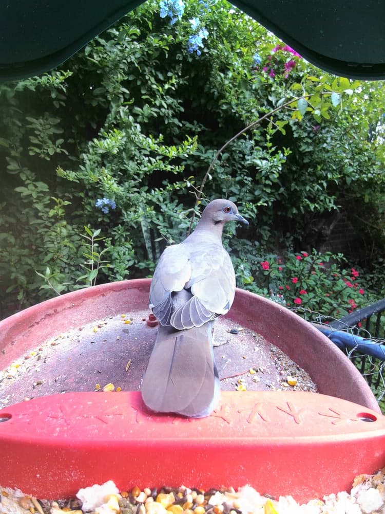 General White-Tipped Dove comparison