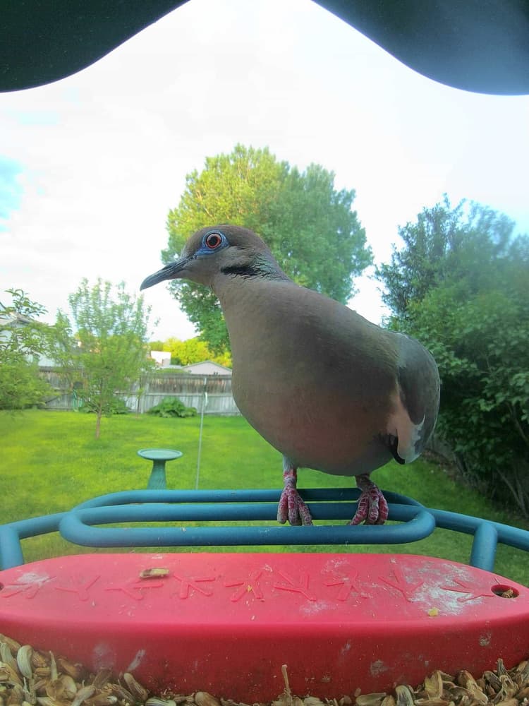 General White-Winged Dove comparison