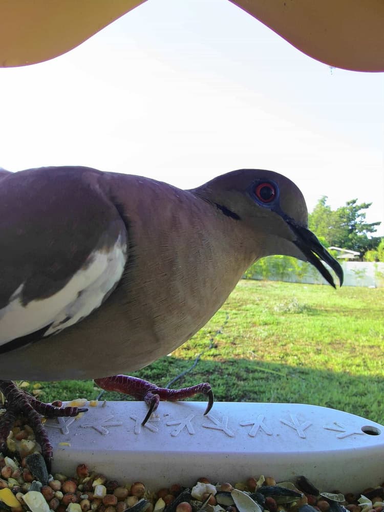 General White-Winged Dove comparison