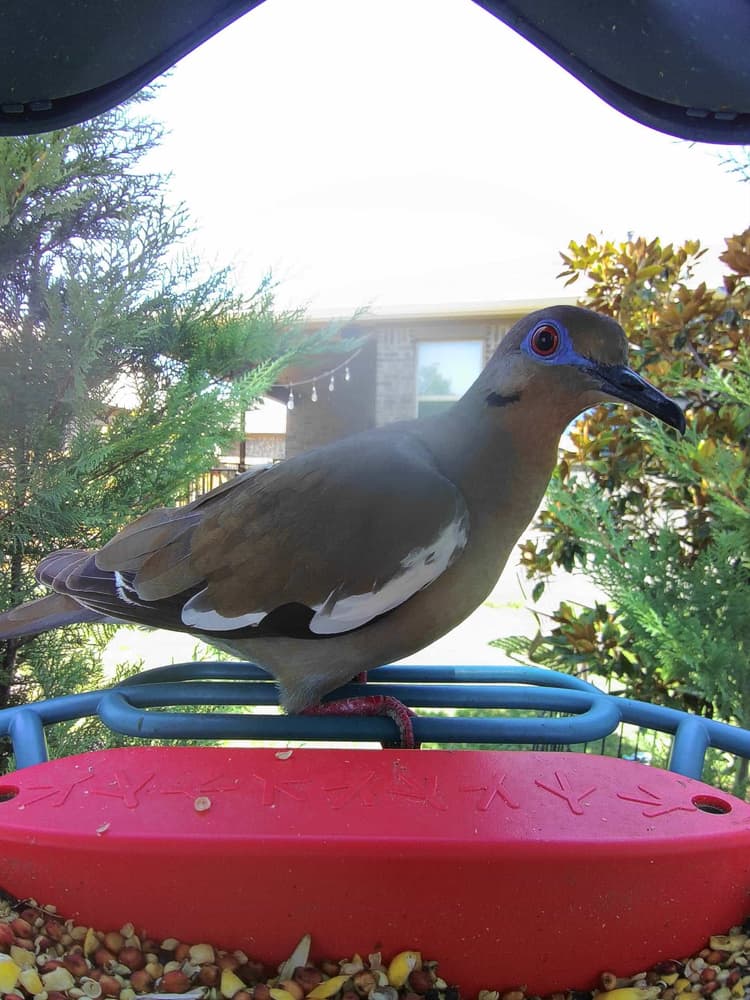 Adult female White-Winged Dove