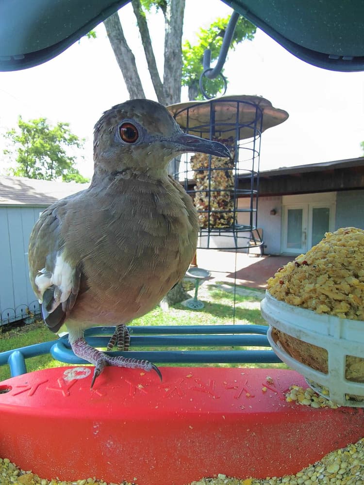 Do Doves Eat from Bird Feeders? Surprising Facts Revealed