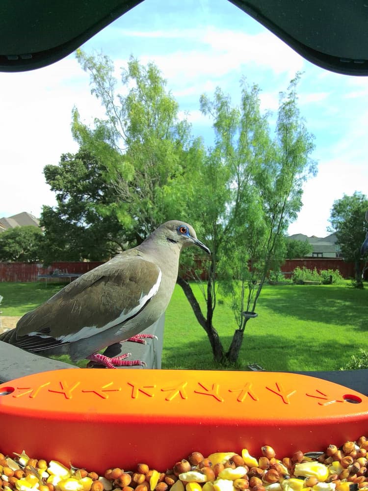 Adult male White-Winged Dove