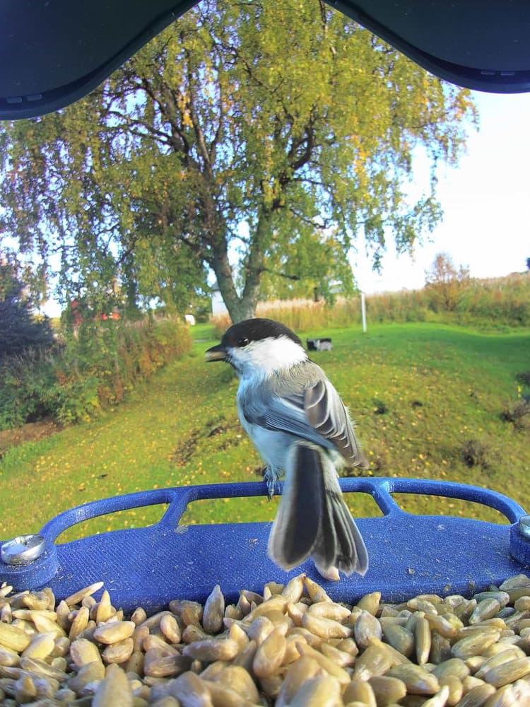 General Willow Tit comparison