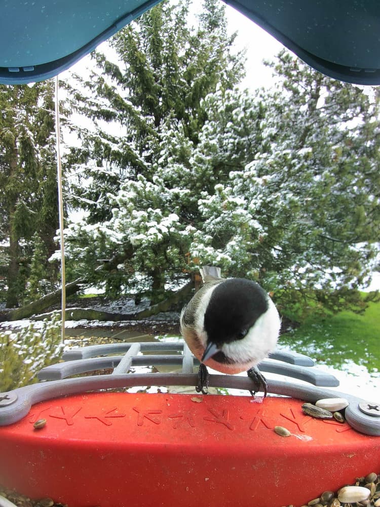 General Willow Tit comparison