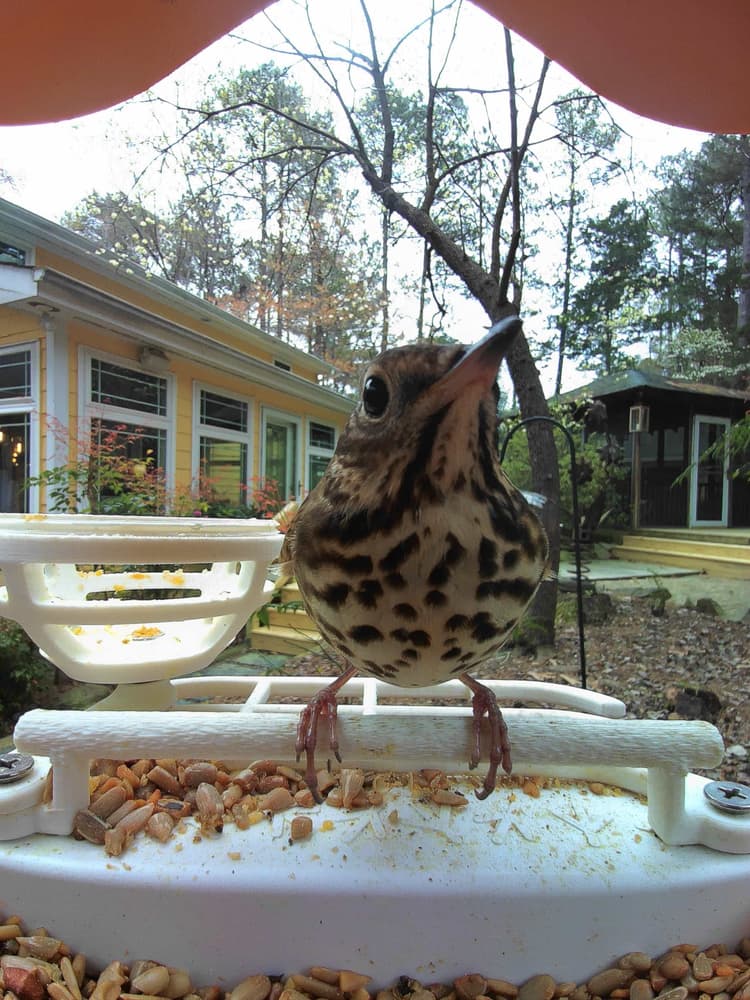 General Wood Thrush comparison