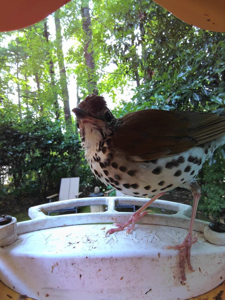 General Wood Thrush comparison