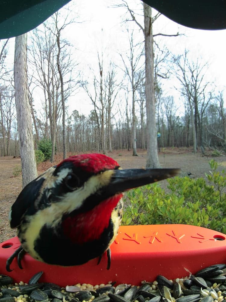 General Yellow-Bellied Sapsucker comparison