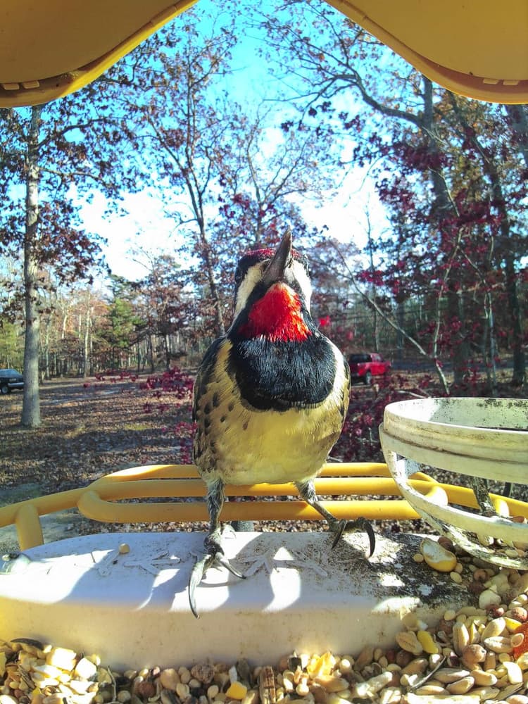 General Yellow-Bellied Sapsucker comparison