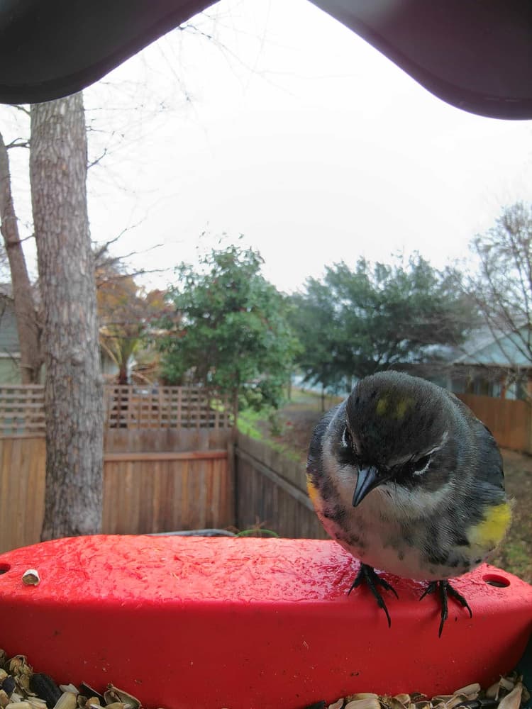 General Yellow-Rumped Warbler comparison