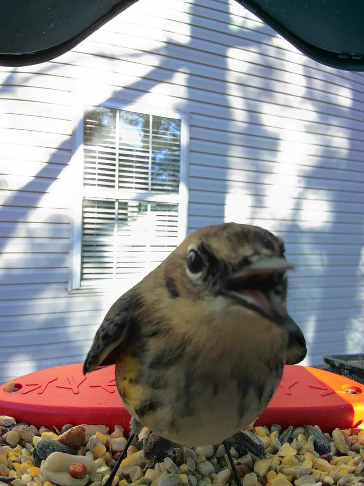 General Yellow-Rumped Warbler comparison