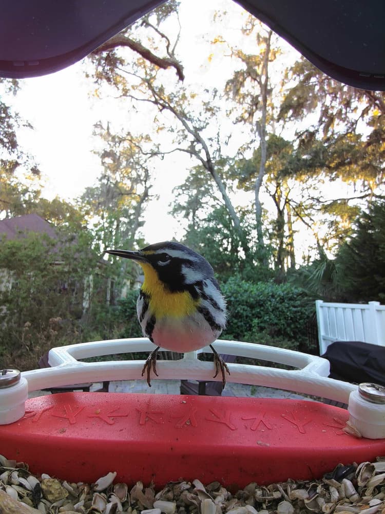 General Yellow-Throated Warbler comparison