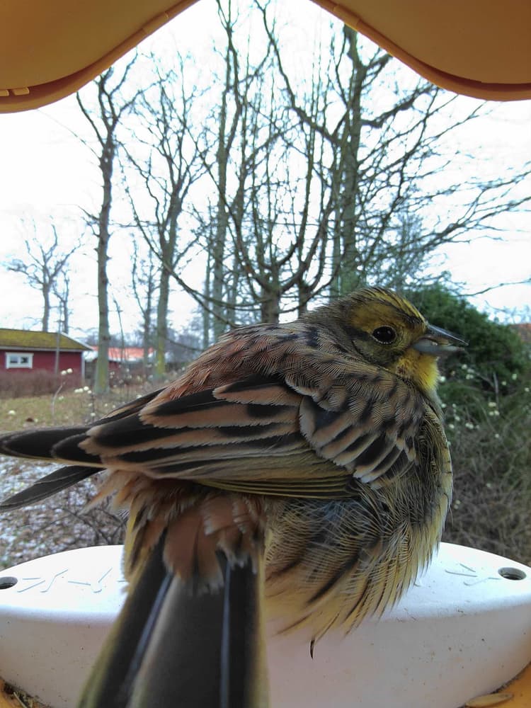 General Yellowhammer comparison