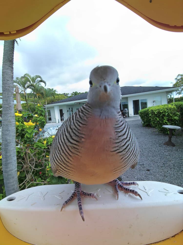General Zebra Dove comparison