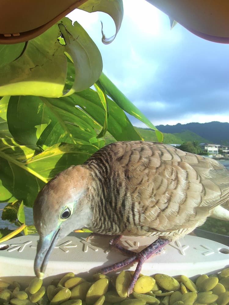 General Zebra Dove comparison