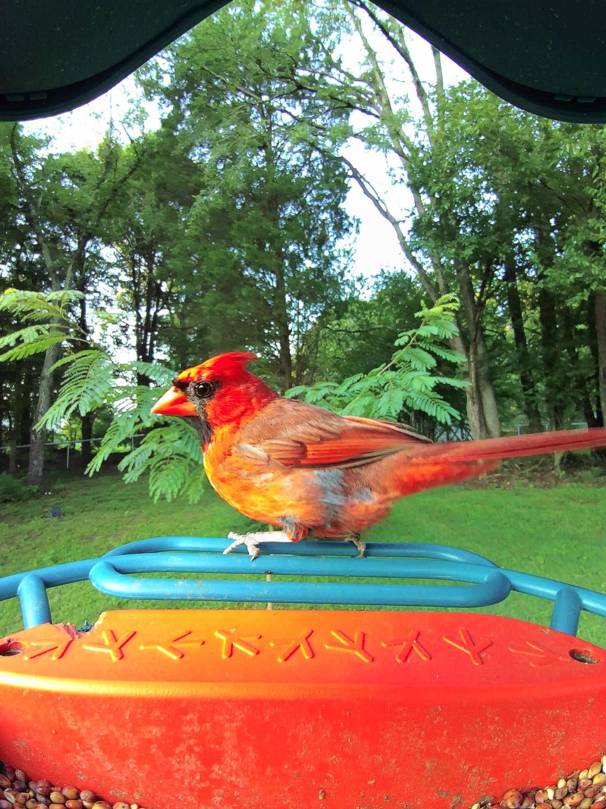 Birds In Glendale Arizona Bird Buddy WIKI Birds In Glendale Arizona Bird Buddy Wiki