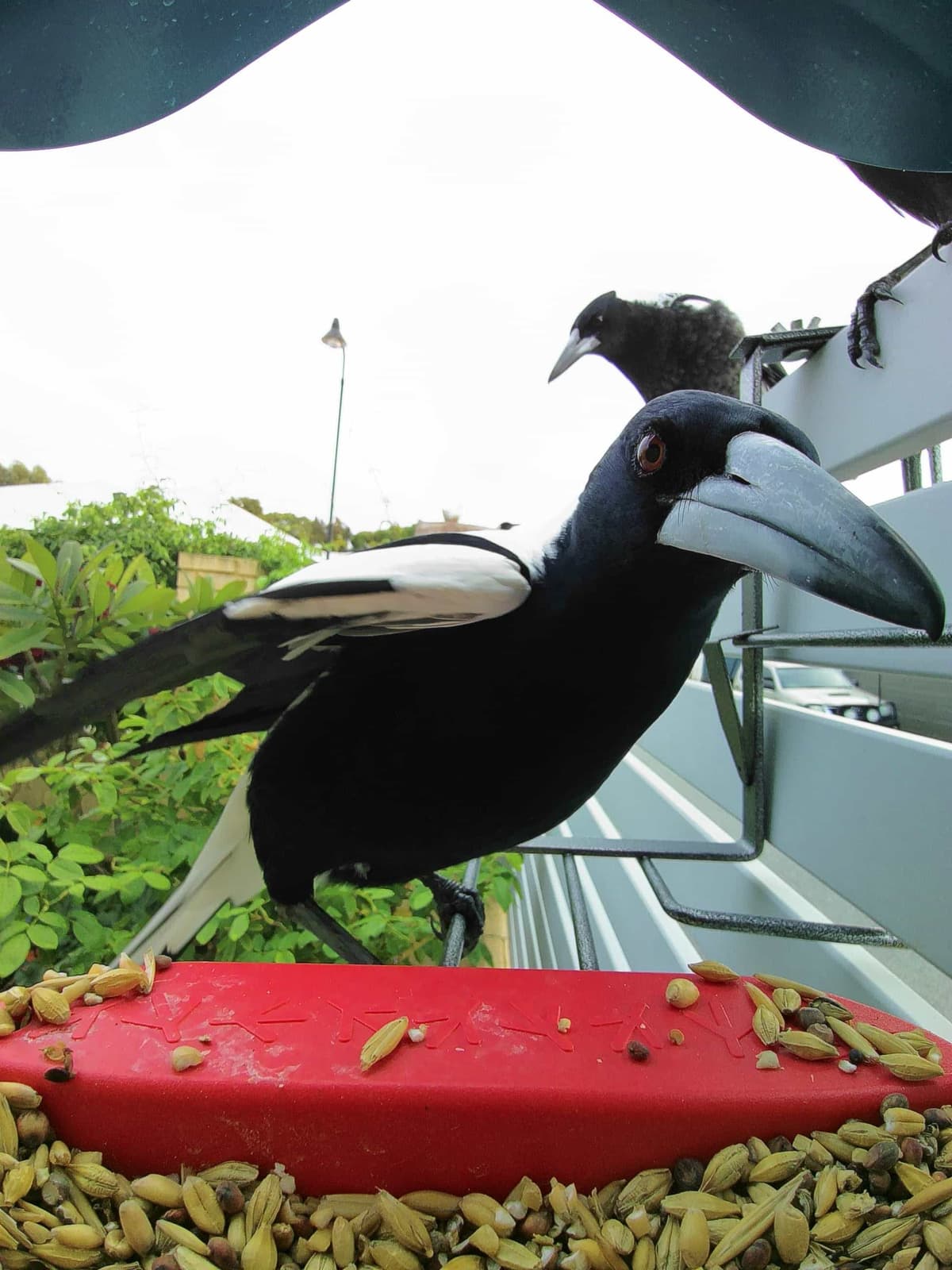 Australian Magpie vs Eurasian Magpie - Birdbuddy WIKI