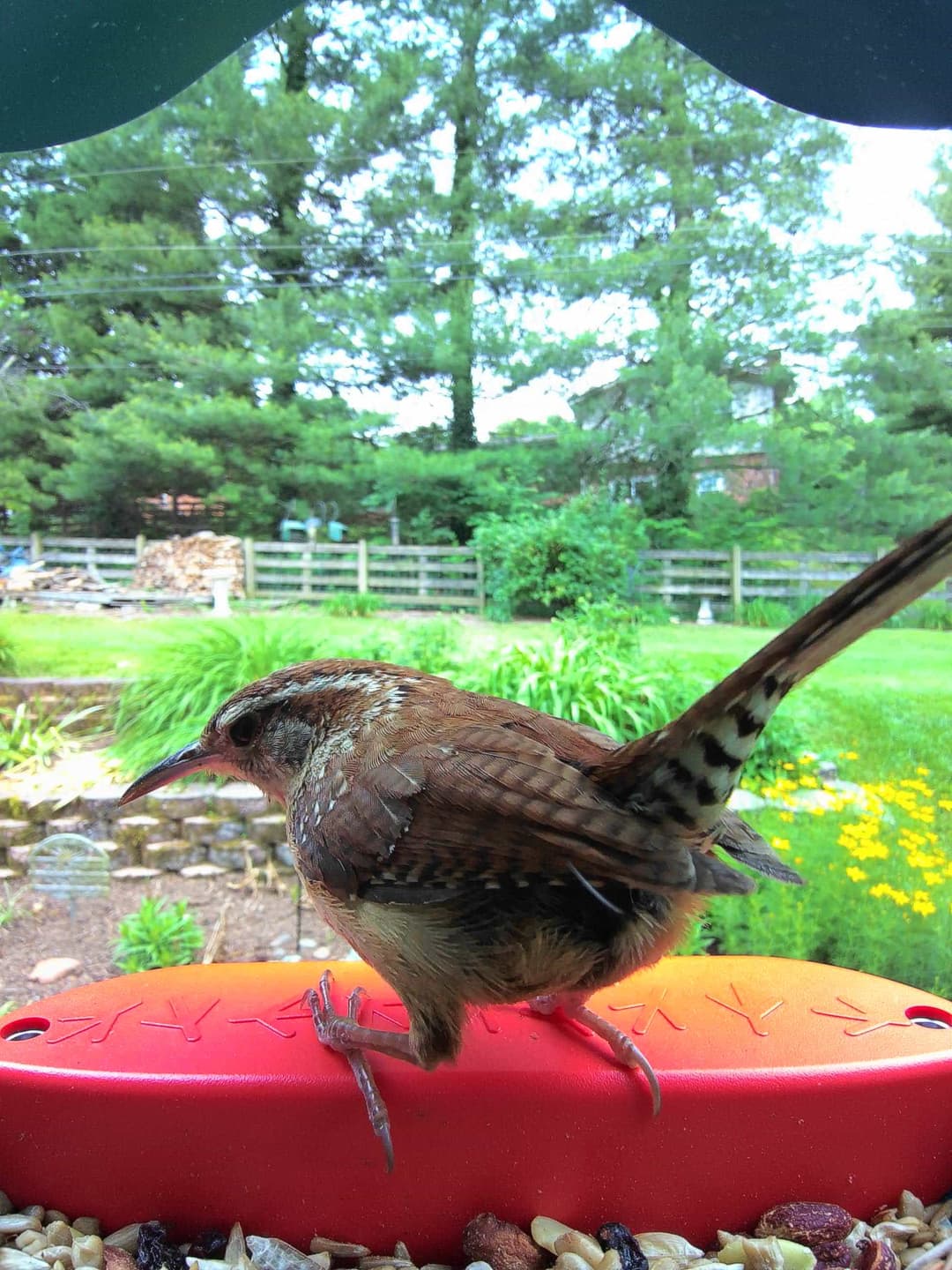 Carolina Wren - Loud and lively with a bold, rolling song.
