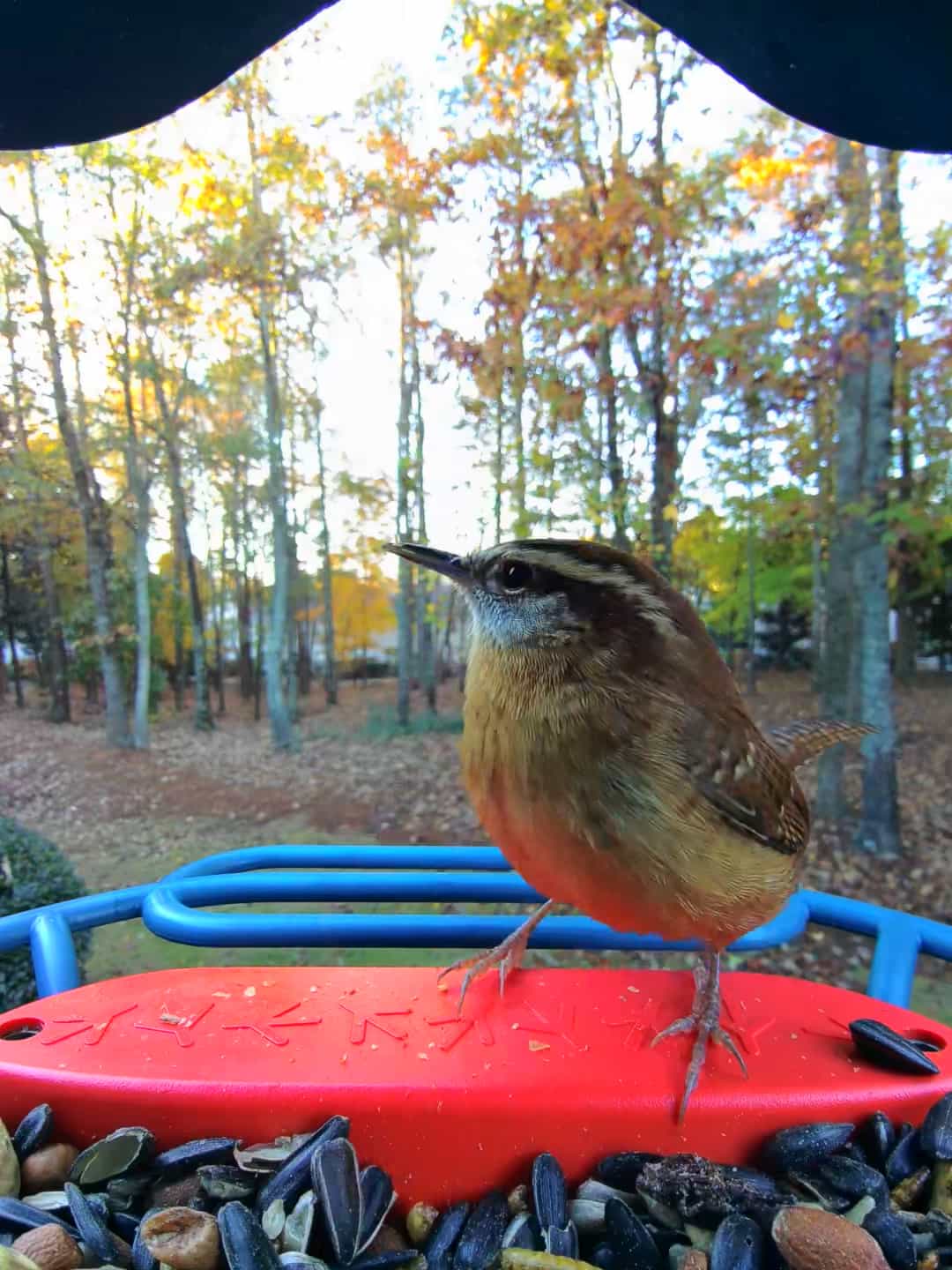 Carolina Wren - Loud and lively with a bold, rolling song.