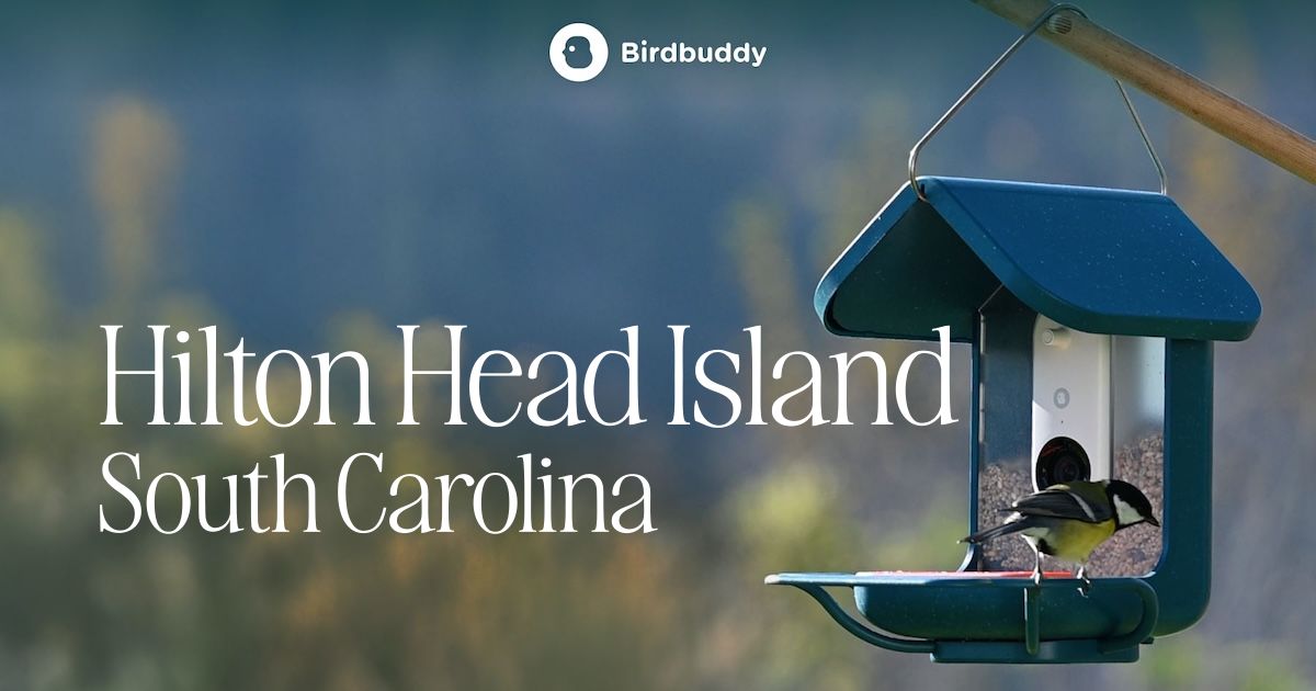 Birds in Hilton Head Island, South Carolina - Birdbuddy WIKI