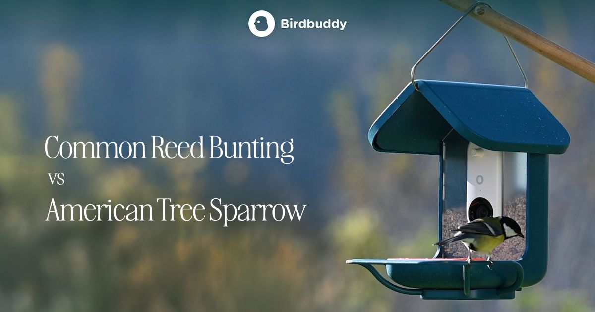 Common Reed Bunting vs American Tree Sparrow - Birdbuddy WIKI